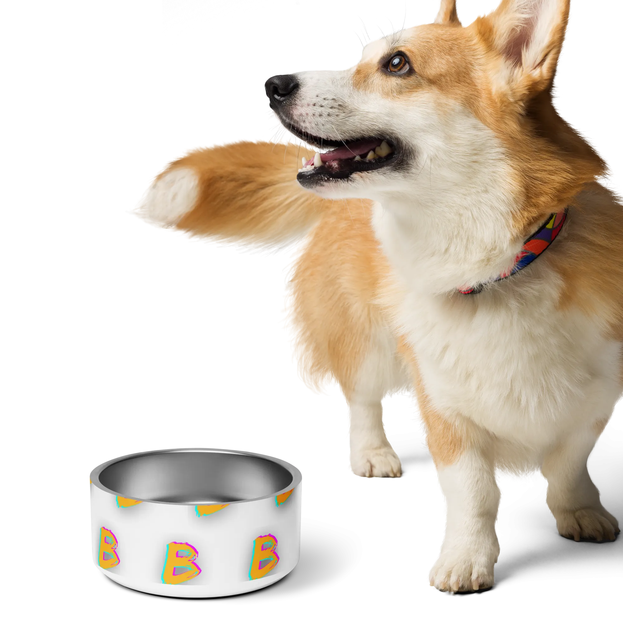 BBBBBBB Pet bowl