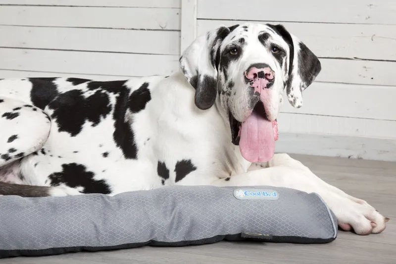 Cooling Dog Bed