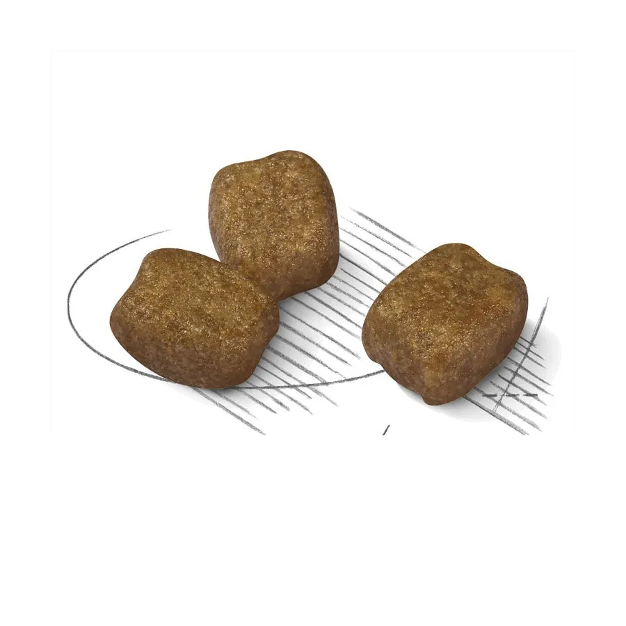 Royal Canin Mini Dental Care Adult Dry Dog Food 3kg