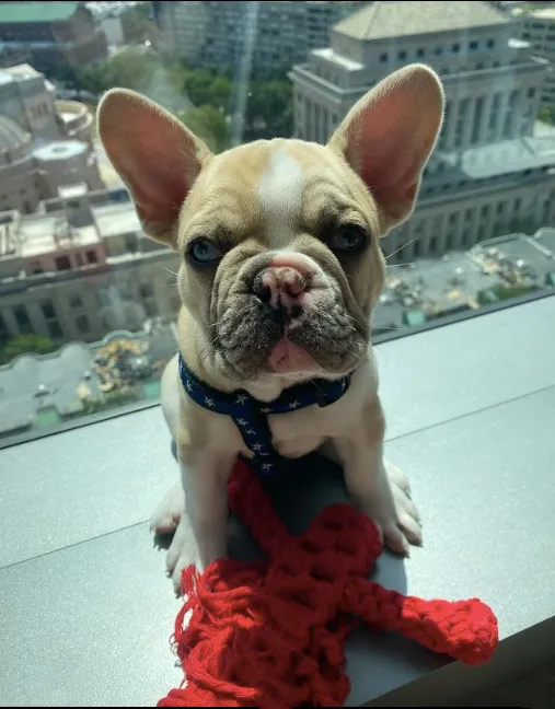 Teacup Harness | North Star